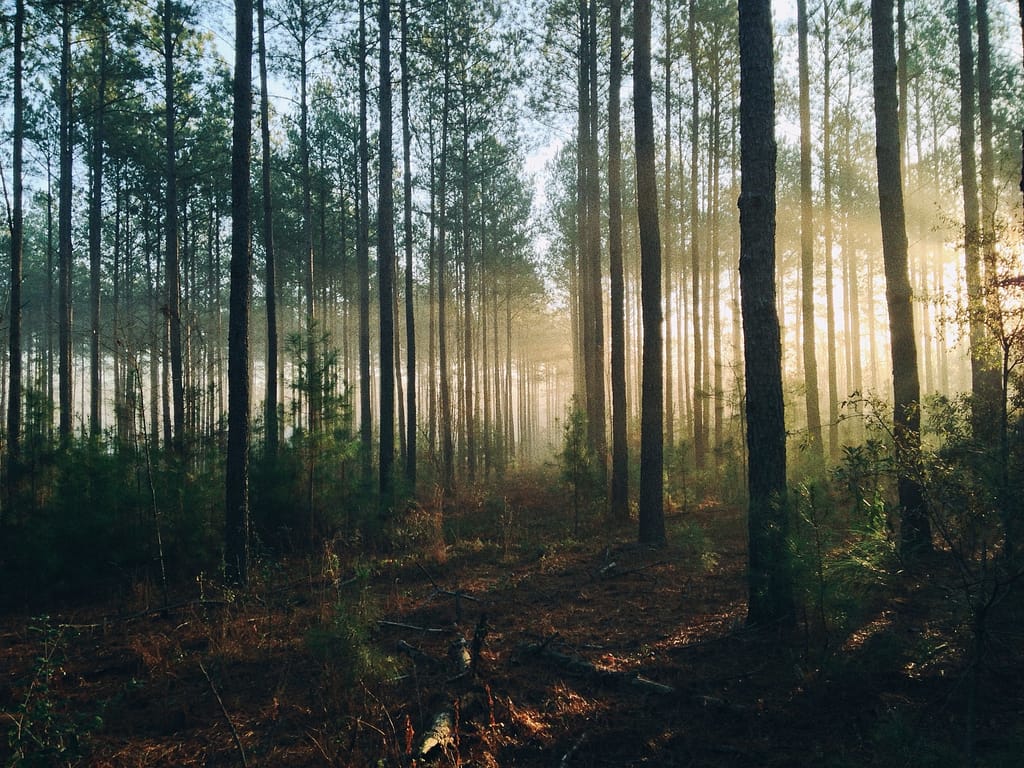 Center Parcs - Sherwood Forest